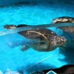 Custom Aquarium Acrylics