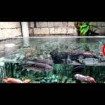 Custom Aquarium Acrylics