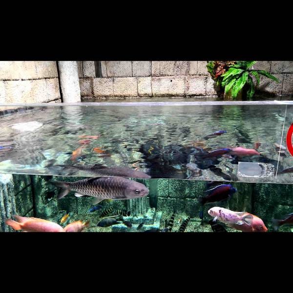 Custom Aquarium Acrylics
