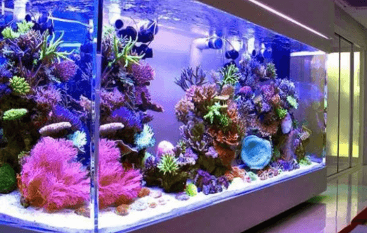 Aquarium Acrylic