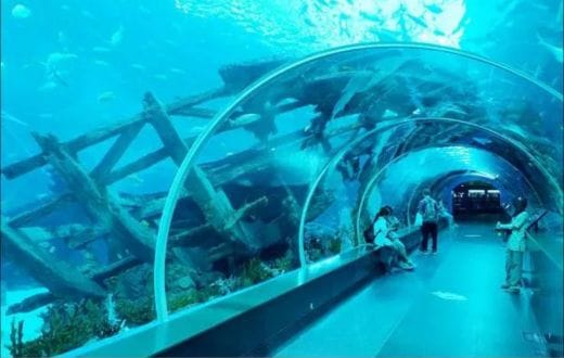 Saltwater Aquarium Acrylic