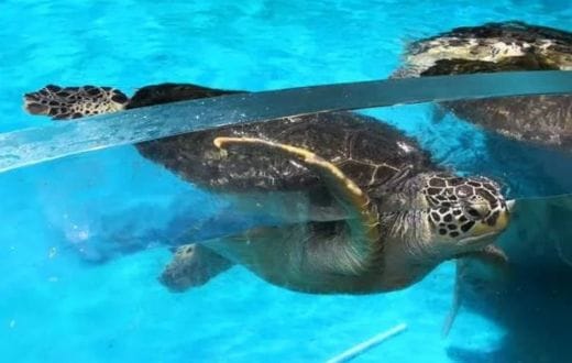 Aquarium Acrylic Tank